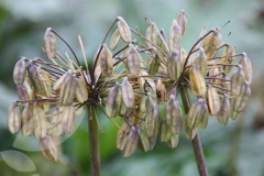 Mature-fruits-of-African-lily