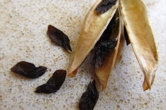 Seeds-of-African-lily