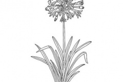 Sketch-of-African-lily