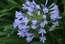 Flowers-of-African-lily