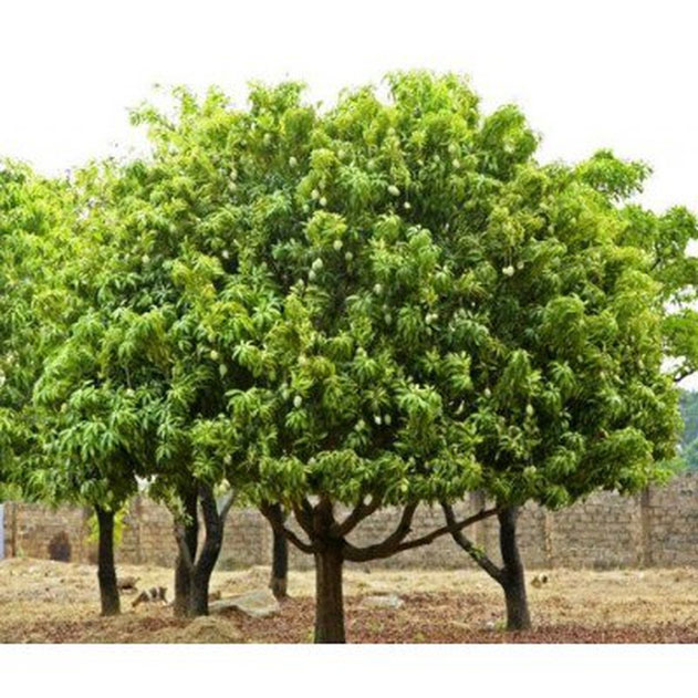 African-Mango-plant