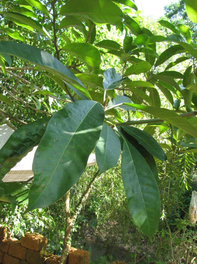 Leaves-of-African-Mango