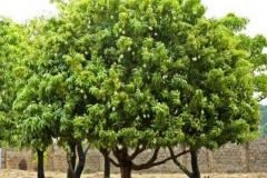 African-Mango-plant