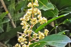 Flowers-of-African-Mango