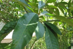 Leaves-of-African-Mango