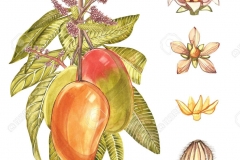 Plant-illustration-of-African-Mango