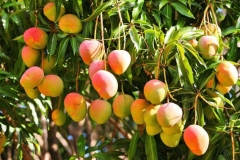 Ripe-African-Mango-on-the-tree