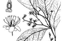 Sketch-of-African-Mango