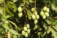 Unripe-African-Mango-on-the-tree