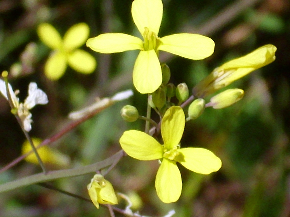 Flower-of-African-mustard