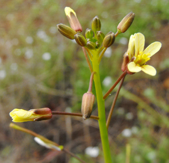 Flowering-buds-of-African-mustard