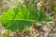 Leaf-of-African-mustard