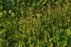 African-mustard-Plants-growing-wild