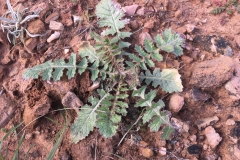 African-mustard-plant