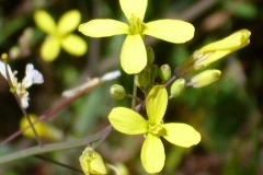 Flower-of-African-mustard