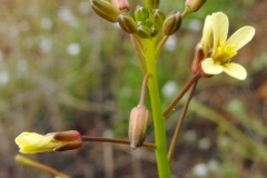 Flowering-buds-of-African-mustard