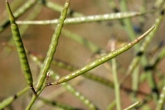 Immature-fruits-of-African-mustard