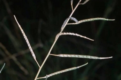Mature-fruits-of-African-mustard