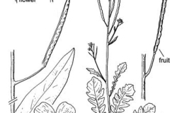 Plant-illustration-of-African-mustard