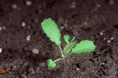 Sapling-of-African-mustard