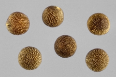 Seeds-of-African-mustard