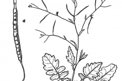 Sketch-of-African-mustard
