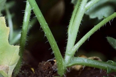 Stem-of-African-mustard
