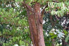African-Nutmeg-plant