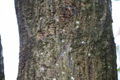 Bark-of-African-Nutmeg