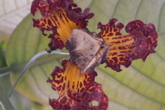 Closer-view-of-Flower-of-African-Nutmeg