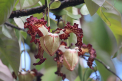 Flowers-of-African-Nutmeg