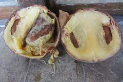 Half-cut-African-Nutmeg-fruit