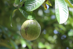 Immature-Fruits-of-African-Nutmeg