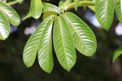 Leaves-of-African-Nutmeg