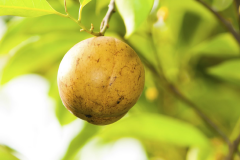 Mature-fruit-of-African-Nutmeg