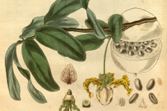 Plant-Illustration-of-African-Nutmeg