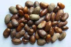 Seeds-of-African-Nutmeg