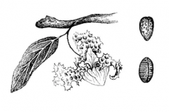 Sketch-of-African-Nutmeg