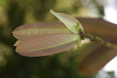 Young-leaves-of-African-Nutmeg