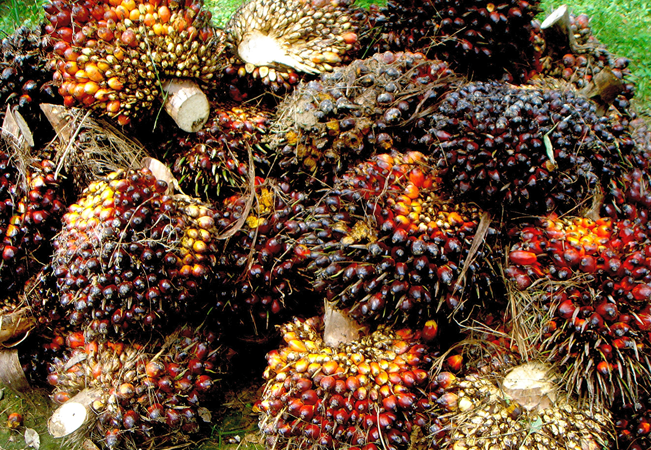 African-oil-palm-fruit