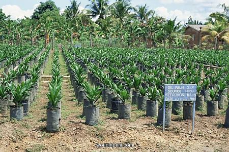African-oil-palm-seedlings