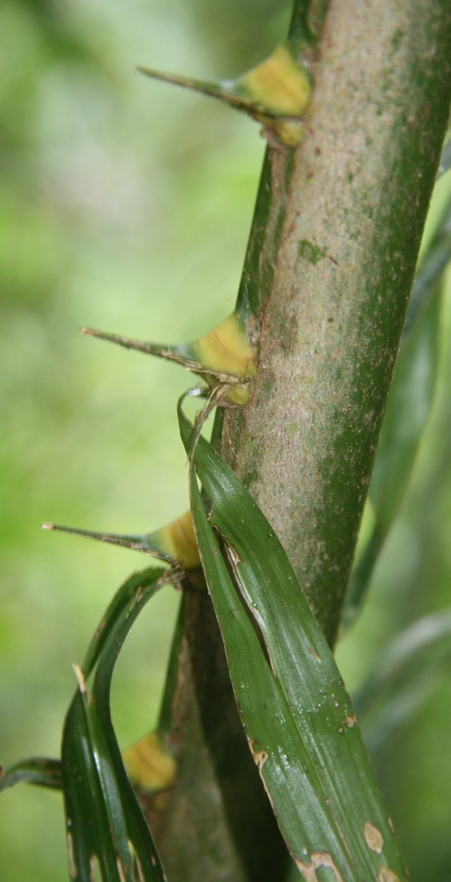 African-oil-palm-stem