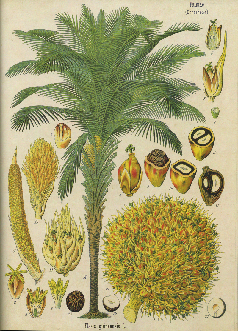 Plant-illustration-of-African-oil-palm