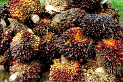 African-oil-palm-fruit