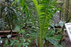 African-oil-palm-plant