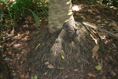 African-oil-palm-roots