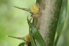 African-oil-palm-stem