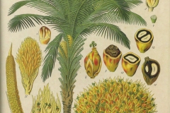 Plant-illustration-of-African-oil-palm