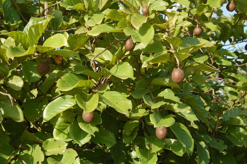 African-peach-plant