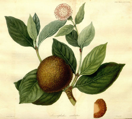 Plant-Illustration-of-African-peach